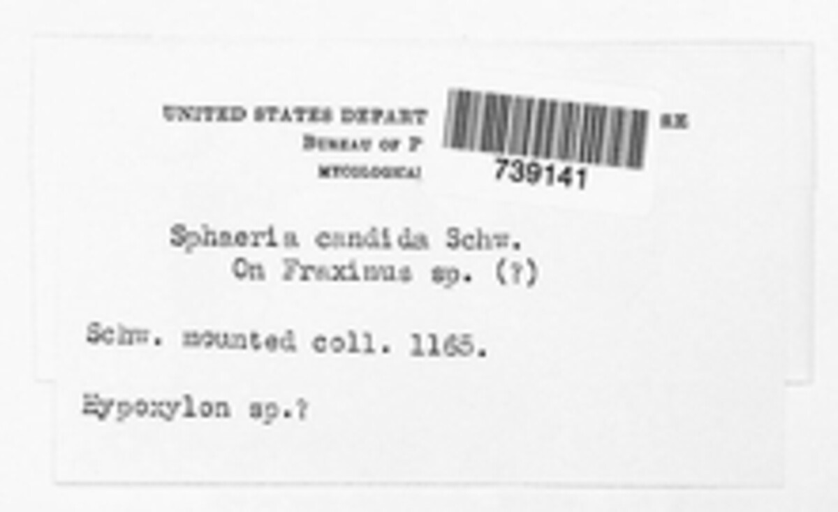 Sphaeria candida image